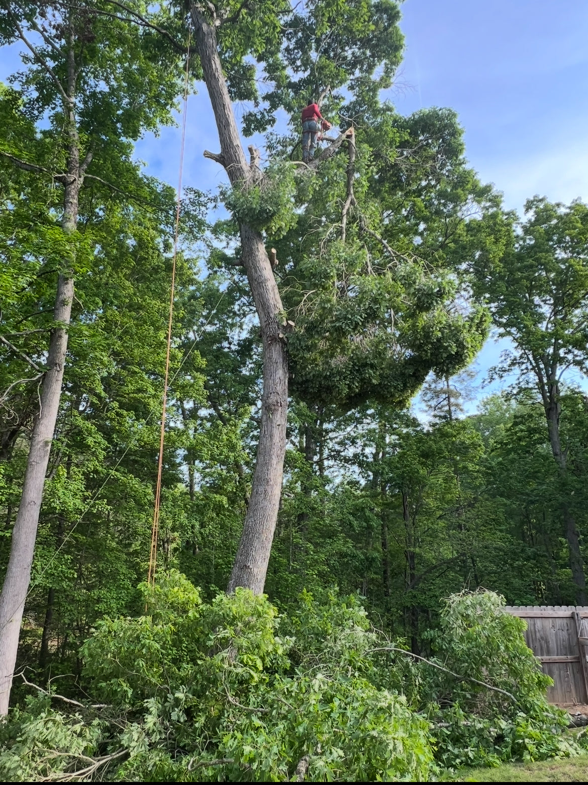 Tree services