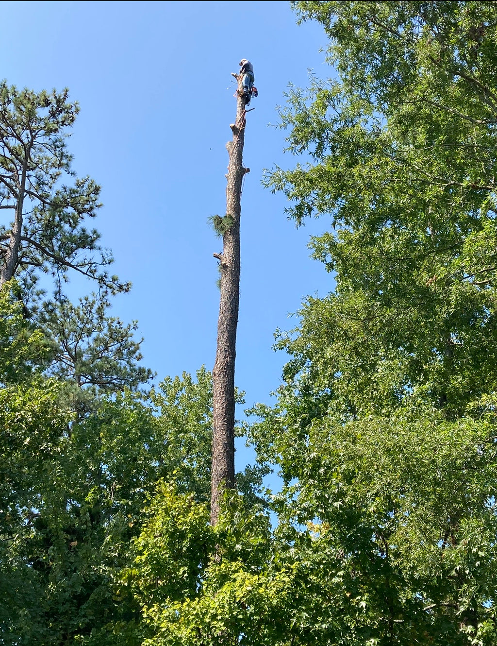 Tree services